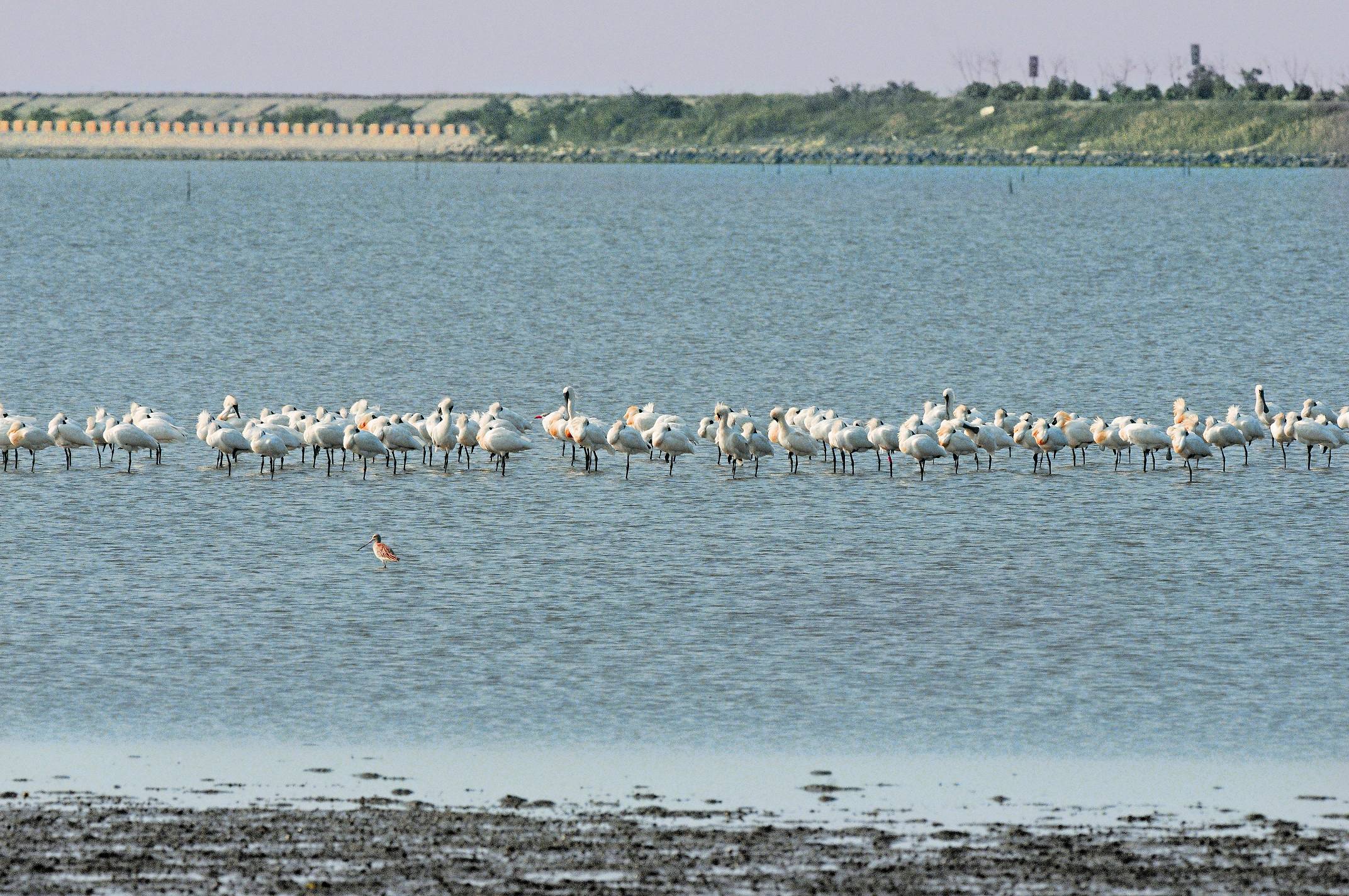 2011年1-2月間在曾文溪口保護區範圍內消失多日的黑面琵鷺，在4月北返前又聚集回主棲地／劉靜榆攝