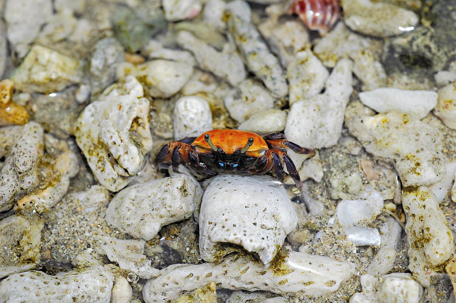 萬里桐的粗腿綠眼(Uca crassipes )招 潮蟹，又稱紅豆招潮蟹，鮮紅耀眼（母 蟹）／劉靜榆攝