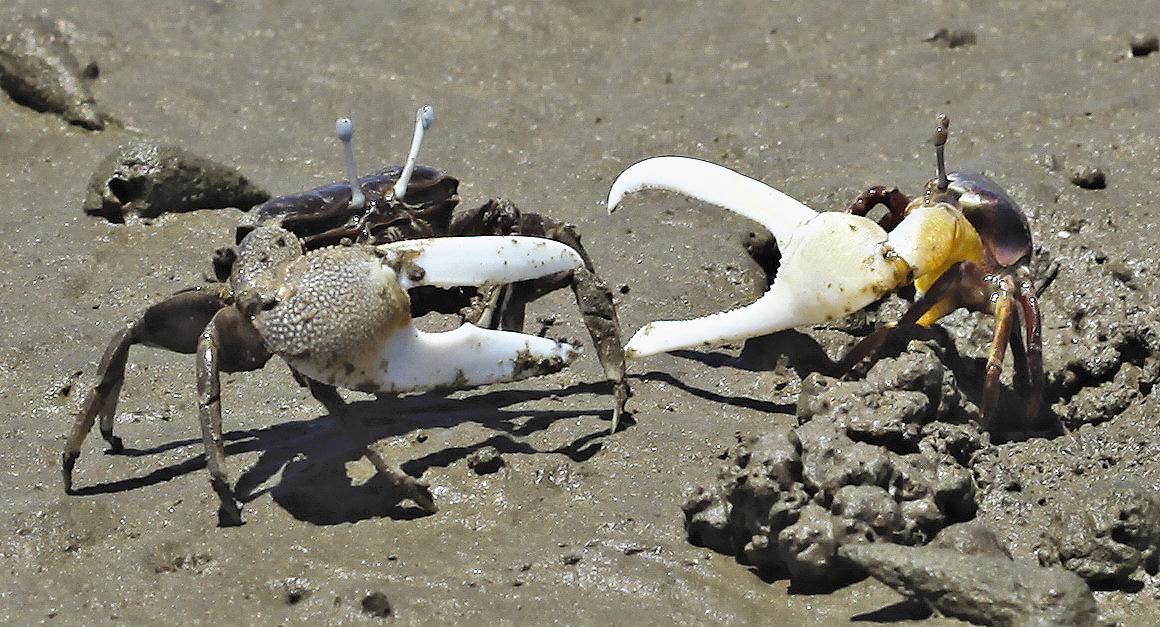 凶悍的白扇招潮蟹(Uca lactea )正在 驅趕臺灣招潮蟹的亞成蟹／劉靜榆攝
