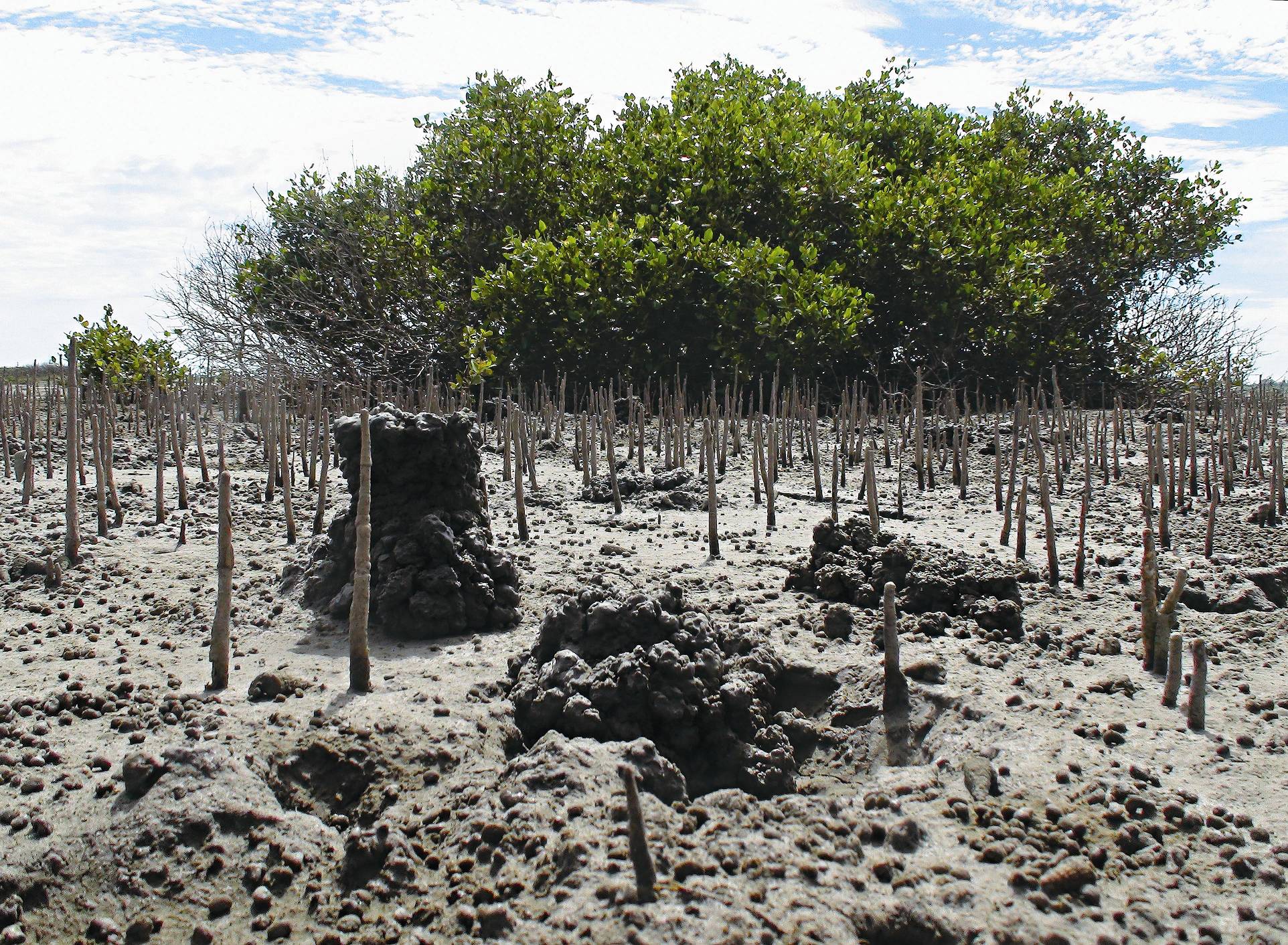 臺灣招潮蟹有砌築高塔之特性，塔高10至30㎝，築塔高度與地下水位有關，築塔時間為繁殖期／劉靜榆攝