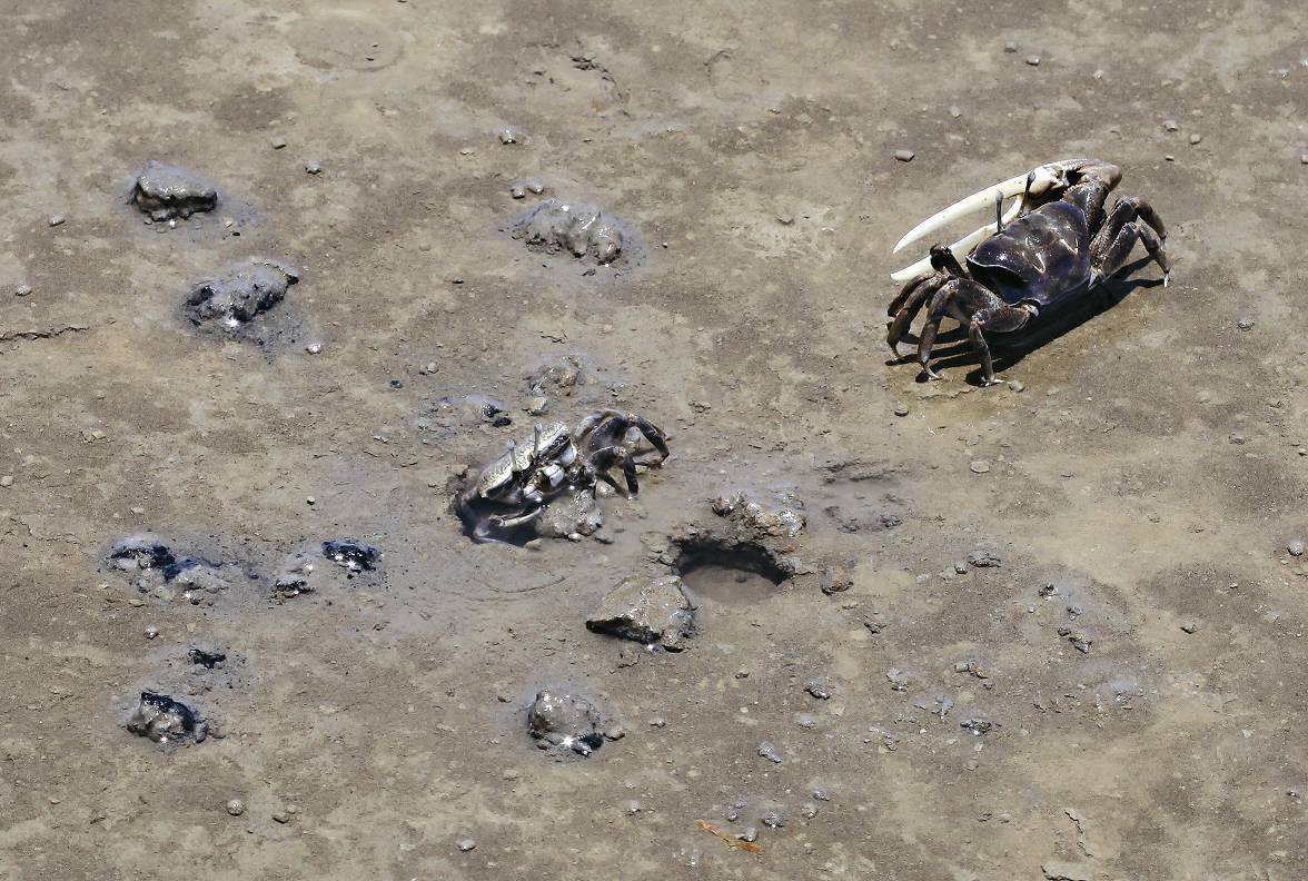 雌蟹交配後入洞時會封洞，雄蟹會於洞口守候至漲潮前／劉靜榆攝