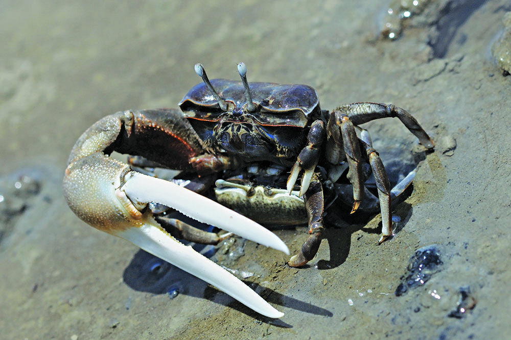 臺灣招潮蟹在洞口做--愛做的事／劉靜榆攝