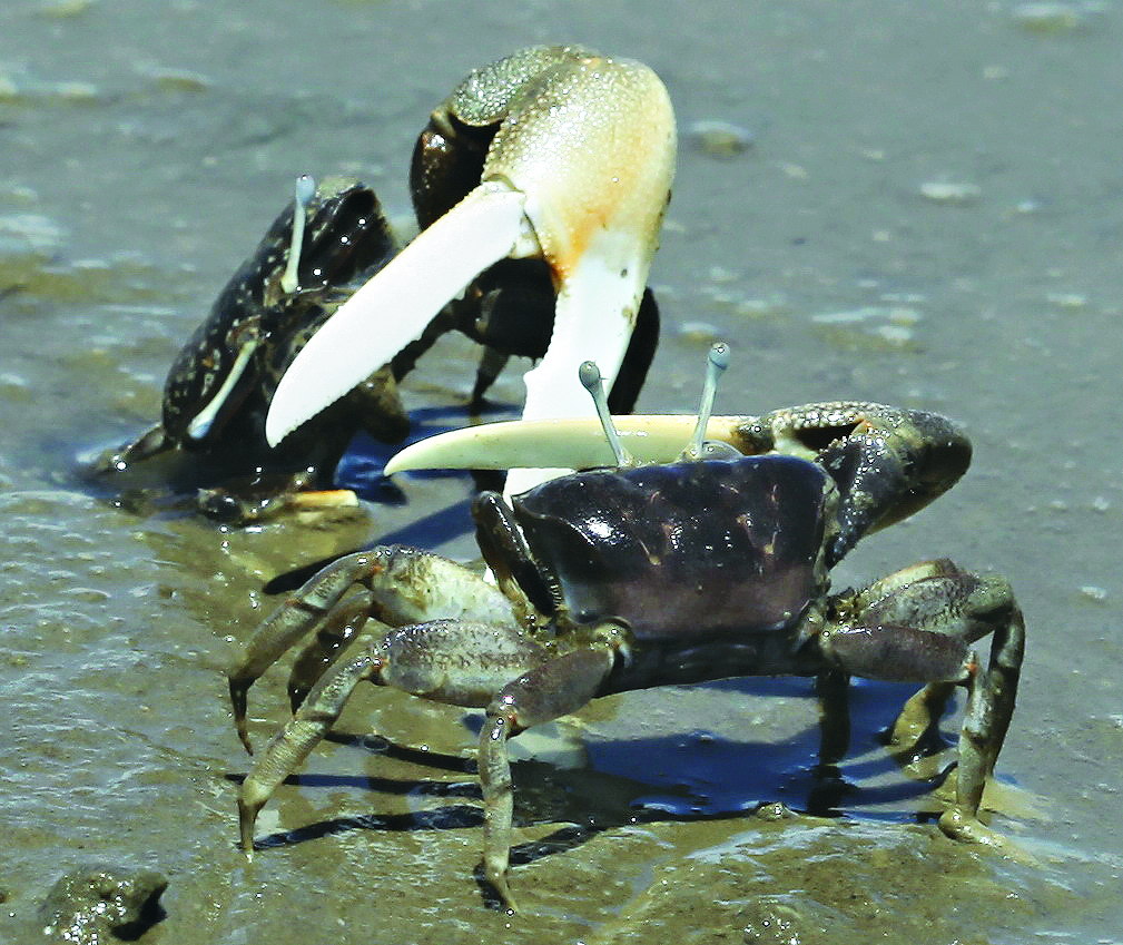 在爭奪地盤或求偶時，利用大螯的打鬥行為。