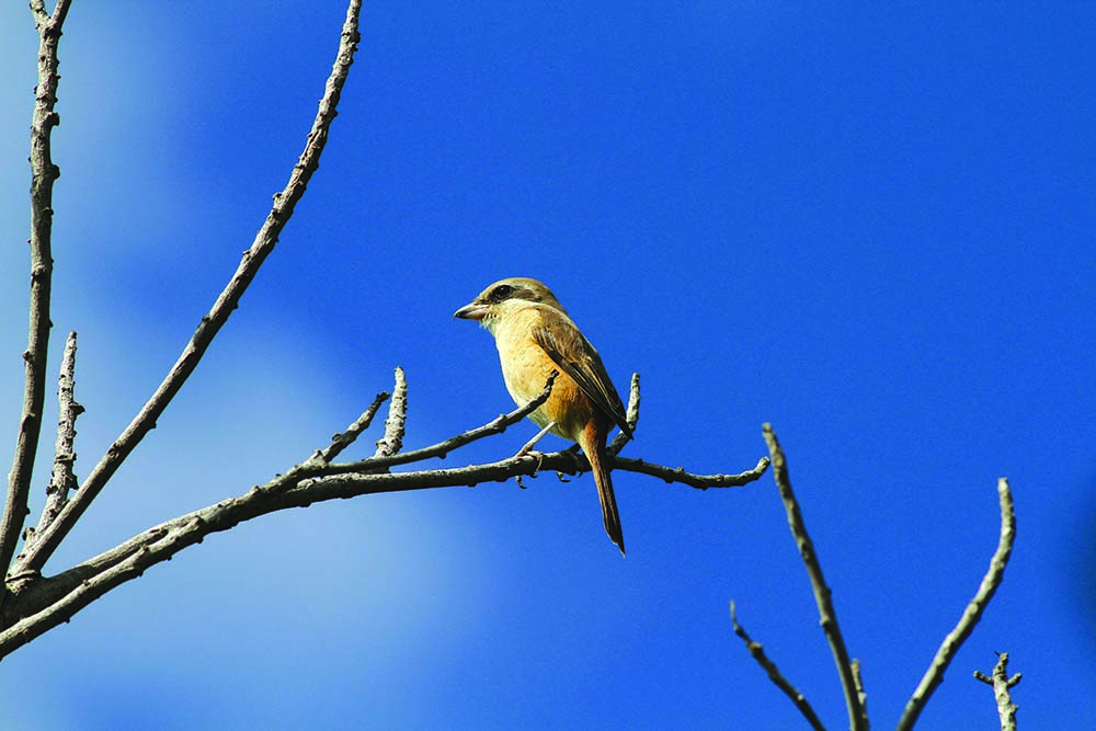 紅尾伯勞／蔡乙榮攝