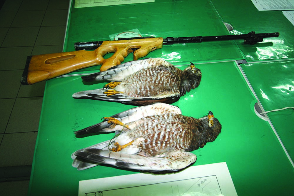 查獲違法獵捕灰面鵟鷹案件／蔡乙榮攝