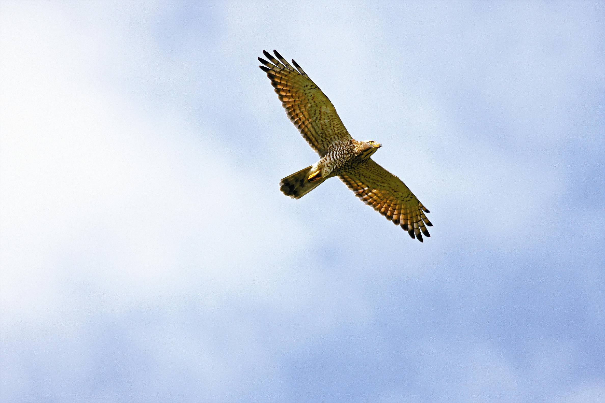 灰面鵟鷹成鳥／蔡乙榮攝