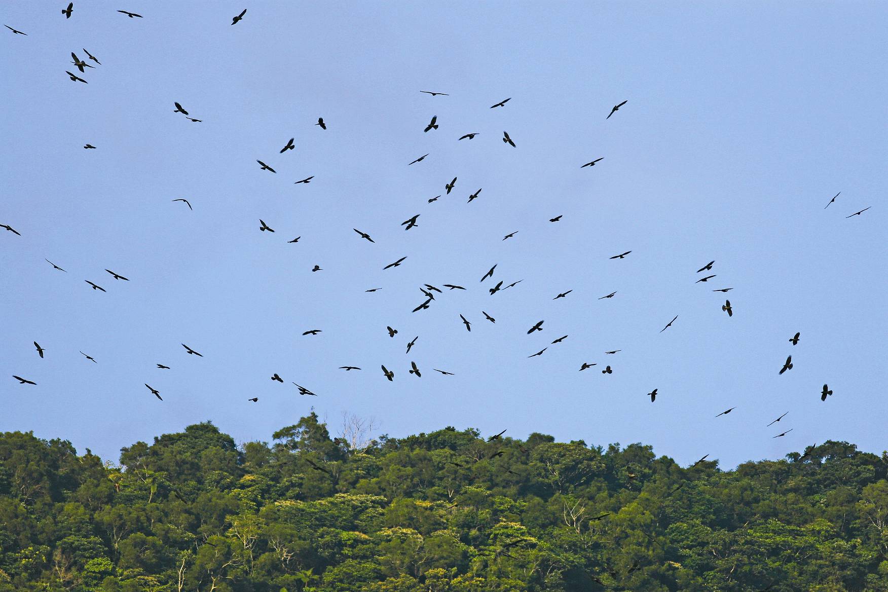 滿州山區將要停棲的灰面鵟鷹群／蔡乙榮攝