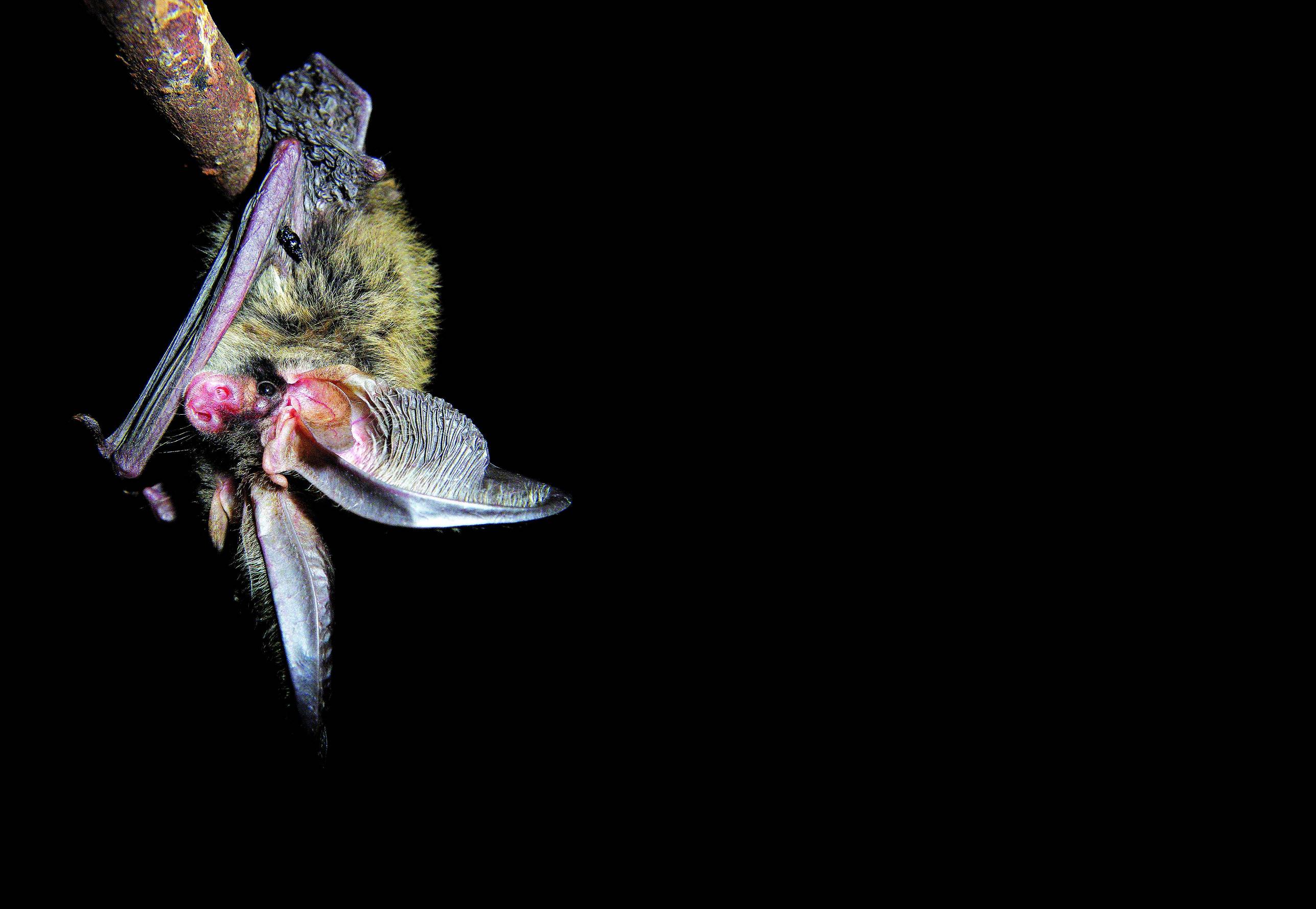 臺灣長耳蝠為研究期間捕獲數量最多的種類／陳家鴻攝