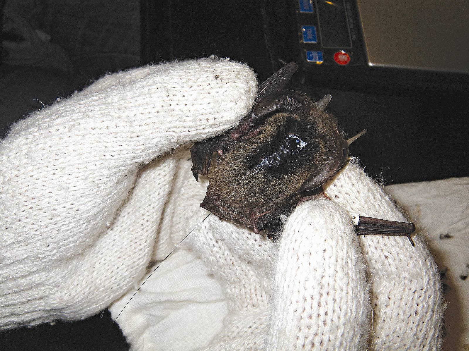 無線電發報機以生物膠黏附於臺灣長耳蝠的背胛間／陳家鴻攝