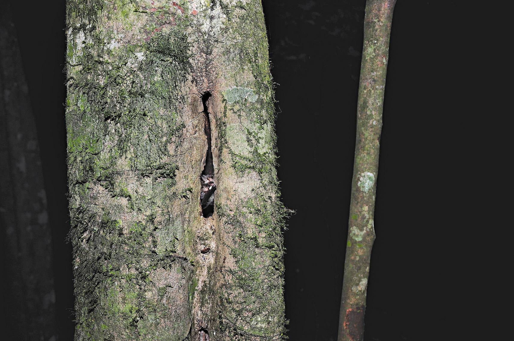 成功追蹤定位之臺灣長耳蝠於天黑後正從棲息的樹皮凹縫中出巢／陳家鴻攝