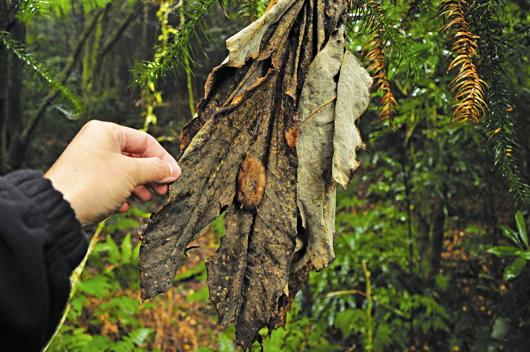 追蹤到臺灣管鼻蝠在蓪草的卷曲枯葉中熟睡／陳家鴻攝