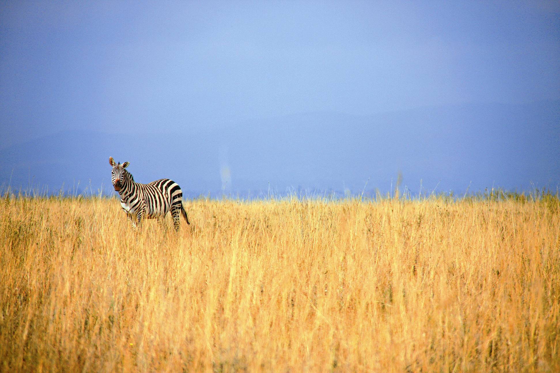 斑馬／范震華攝
