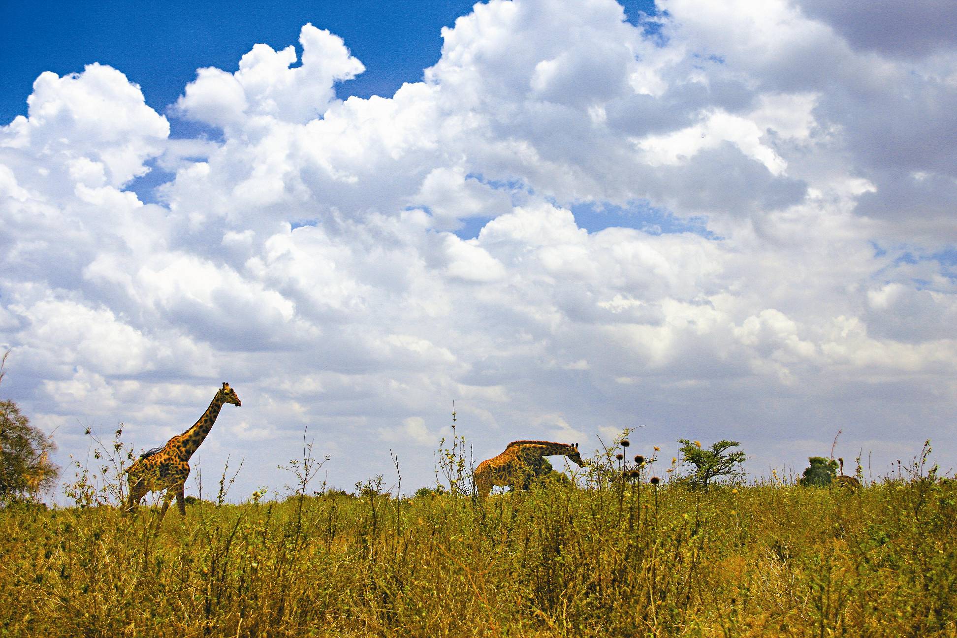草原上漫步的長頸鹿／范震華攝