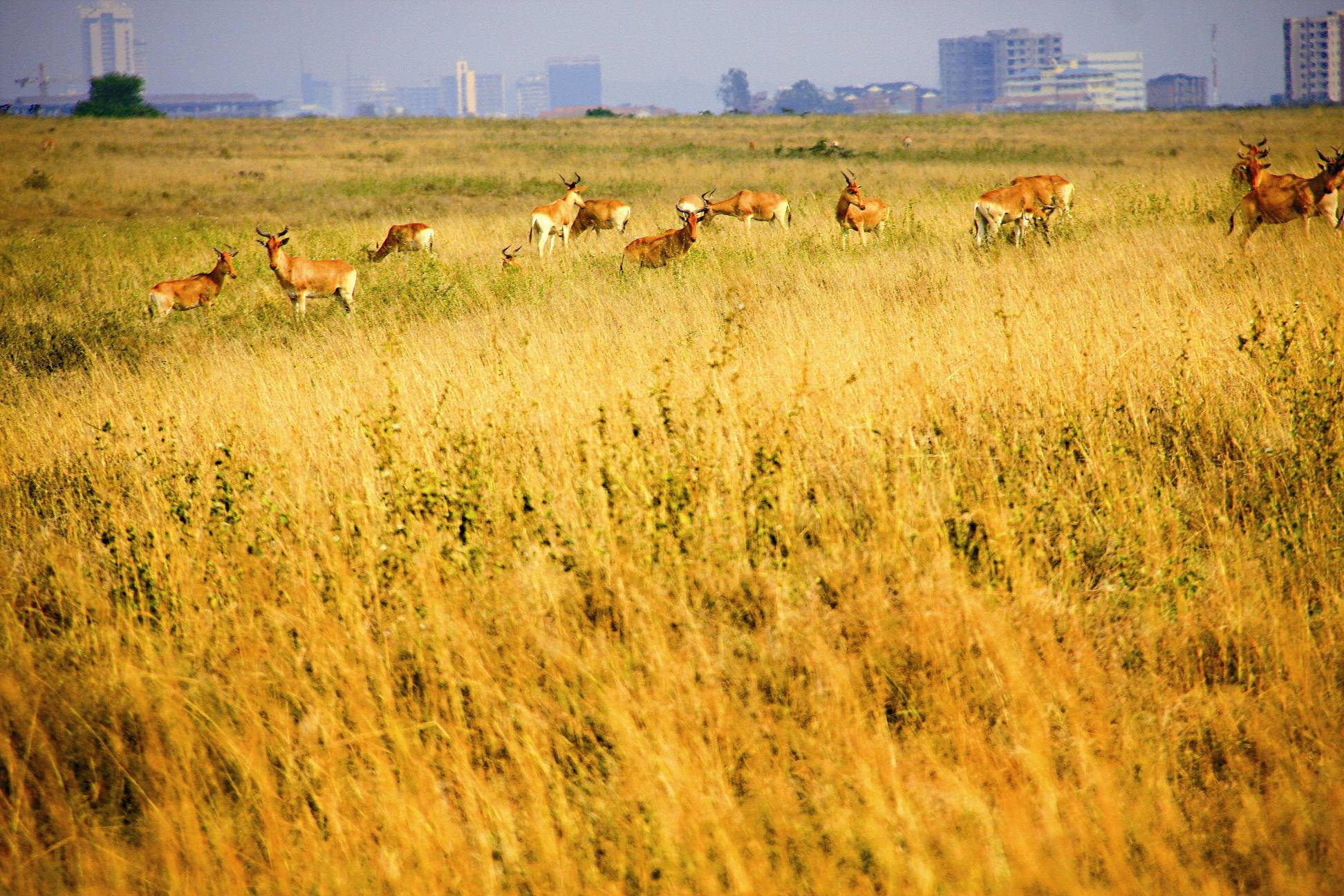 與肯亞首都奈洛比最近的國家公園／范震華攝