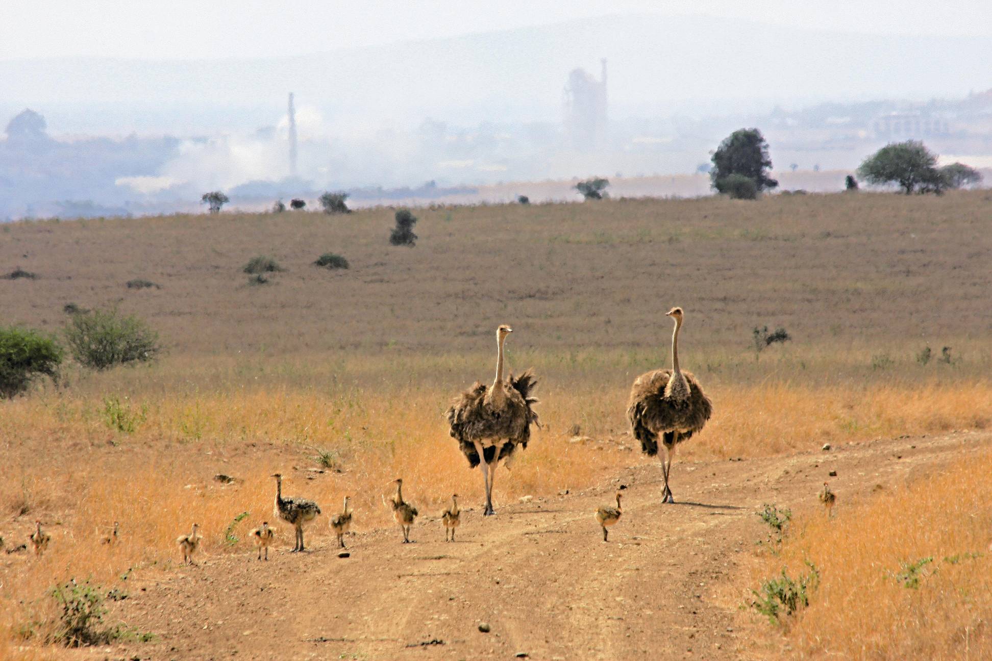 守候著鴕鳥過馬路，遠處可見城市建物／范震華攝
