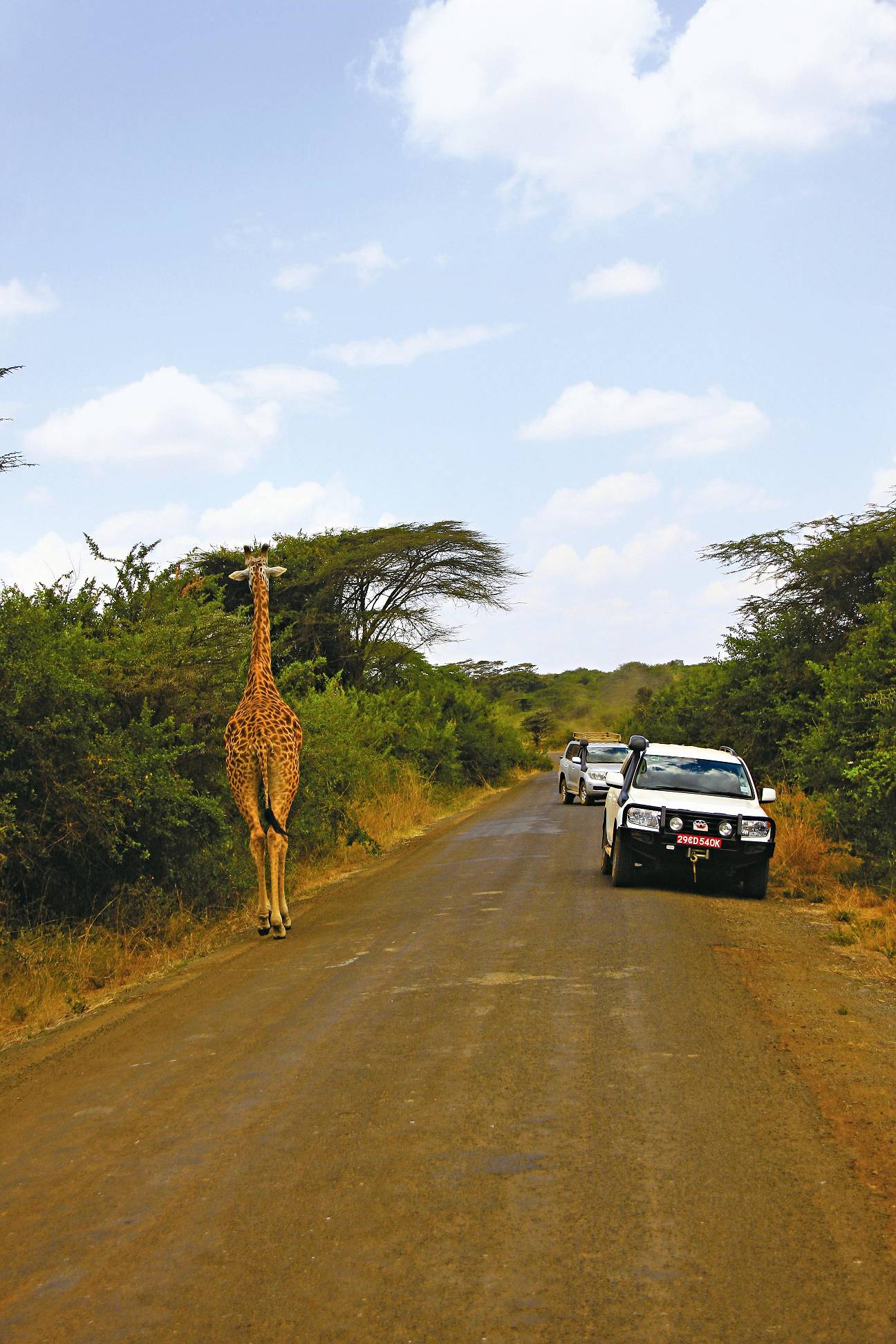 沒與長頸鹿並肩無法體會牠的高大／范震華攝