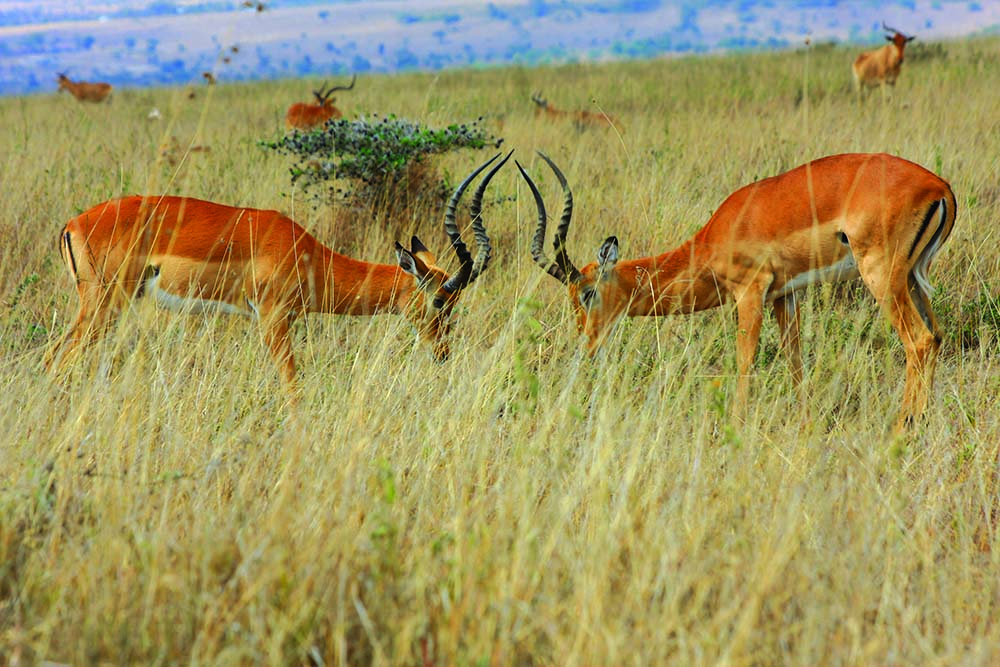對峙中的高角羚羊／范震華攝