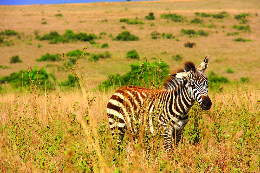 近在咫尺的斑馬。／范震華攝