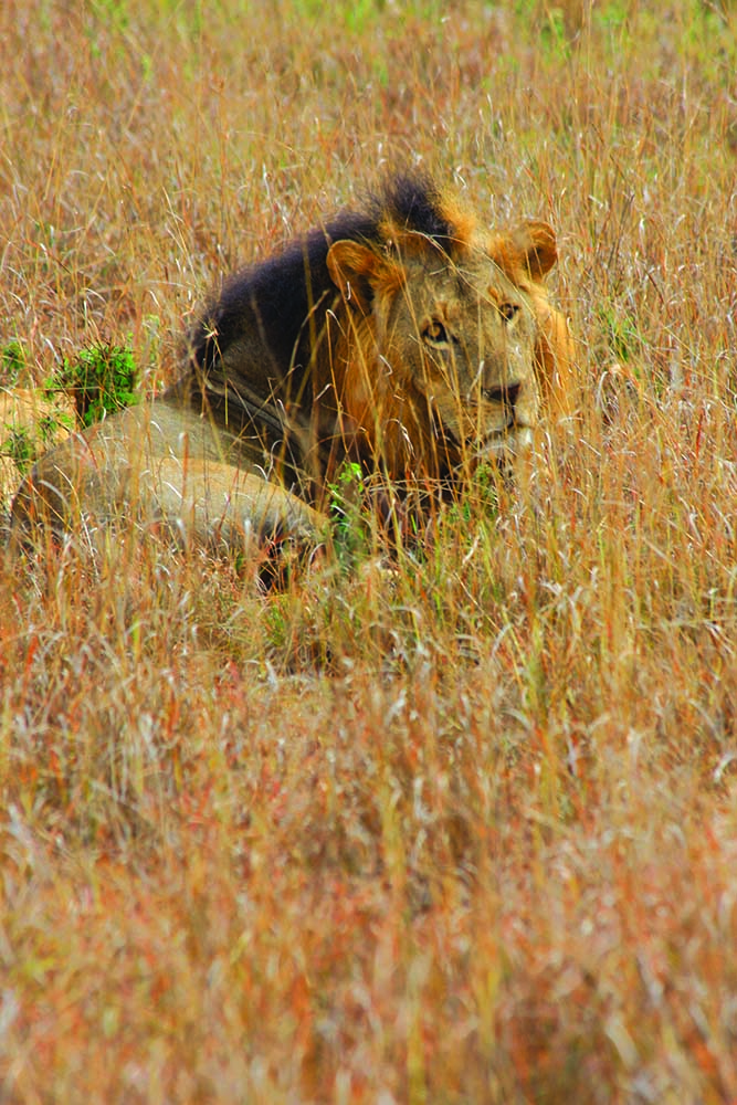草叢中的獅子／范震華攝