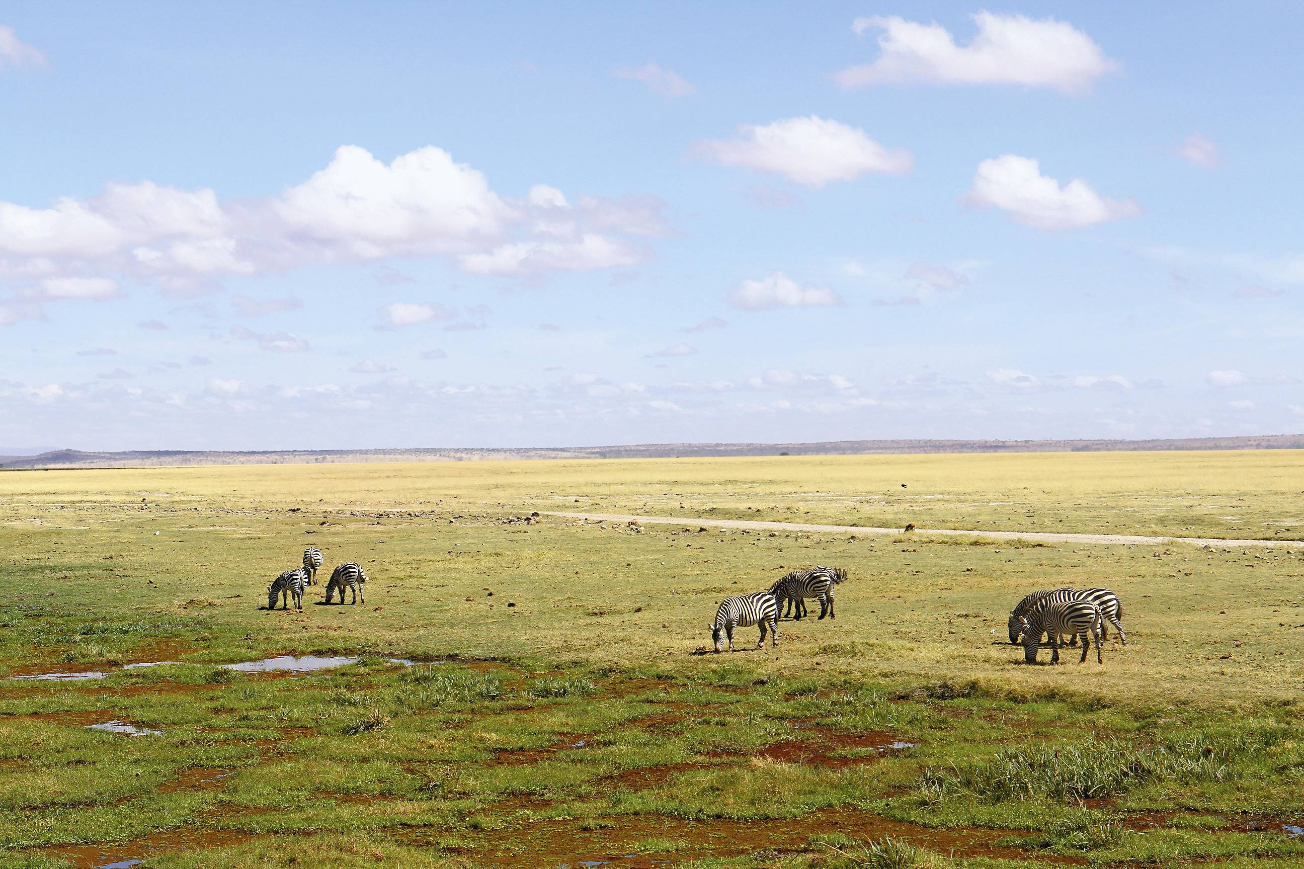 安博塞利國家公園(Amboseli National Park)／環境資訊協會許惠婷攝
