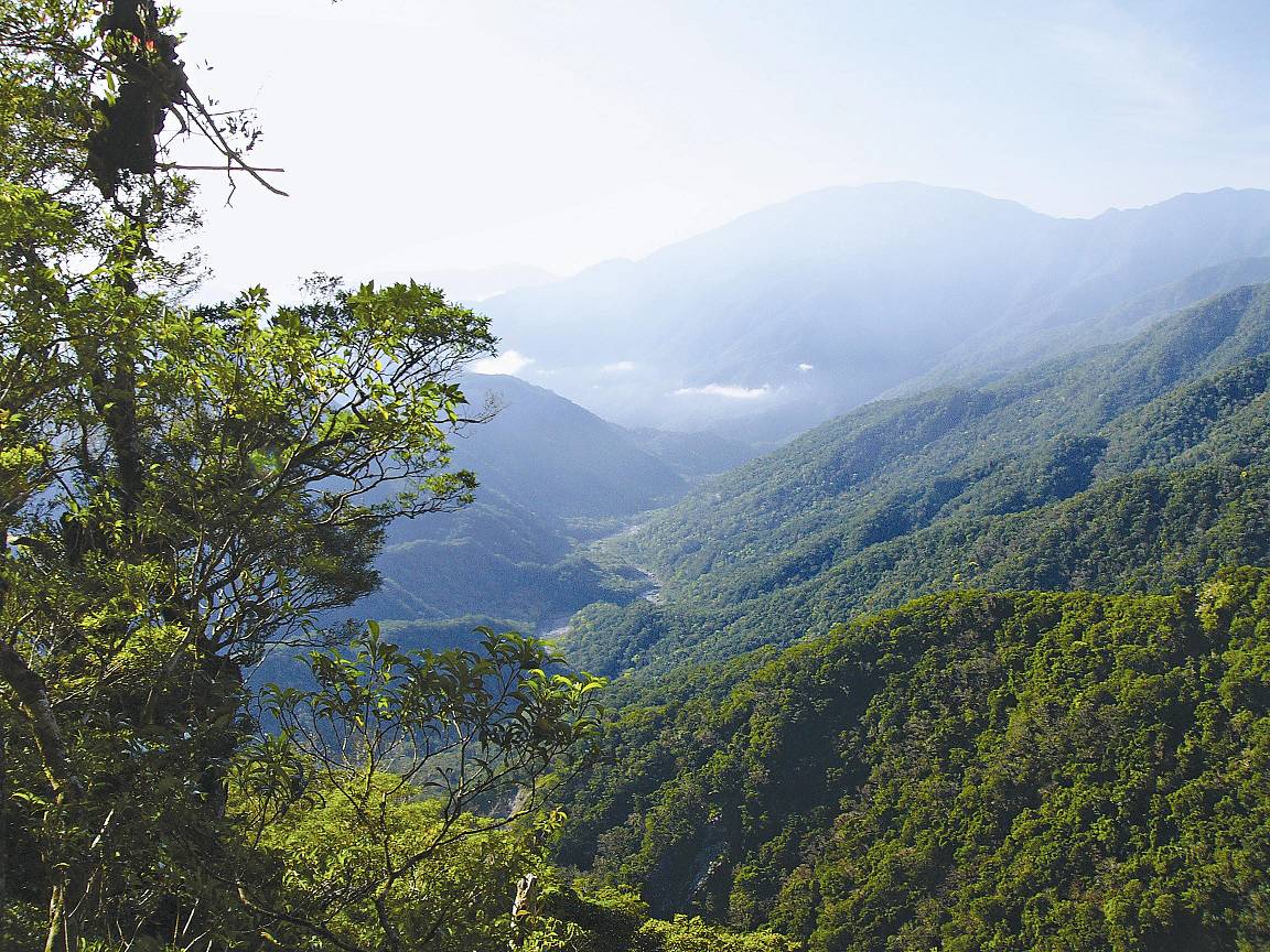 太麻里溪谷連綿之中低海拔原始森林，雲豹最佳棲地／姜博仁提供