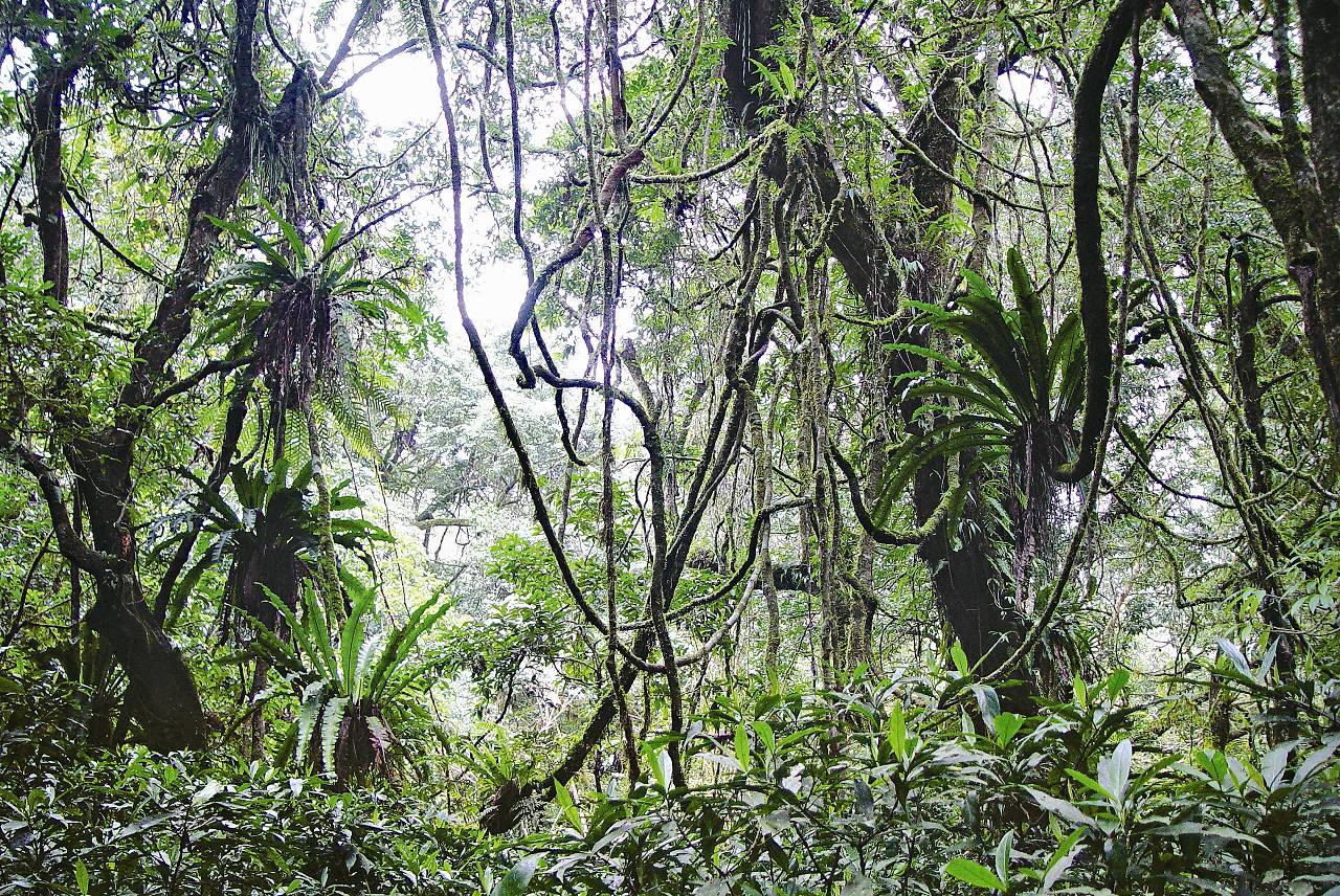 知本溪植物層次複雜的熱帶雨林景象／邱春火攝
