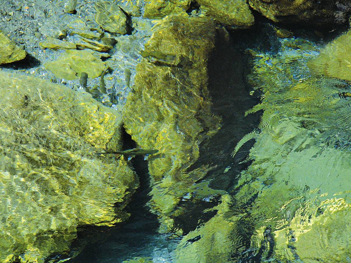 清澈的太麻里溪可見何氏棘 ／姜博仁提供