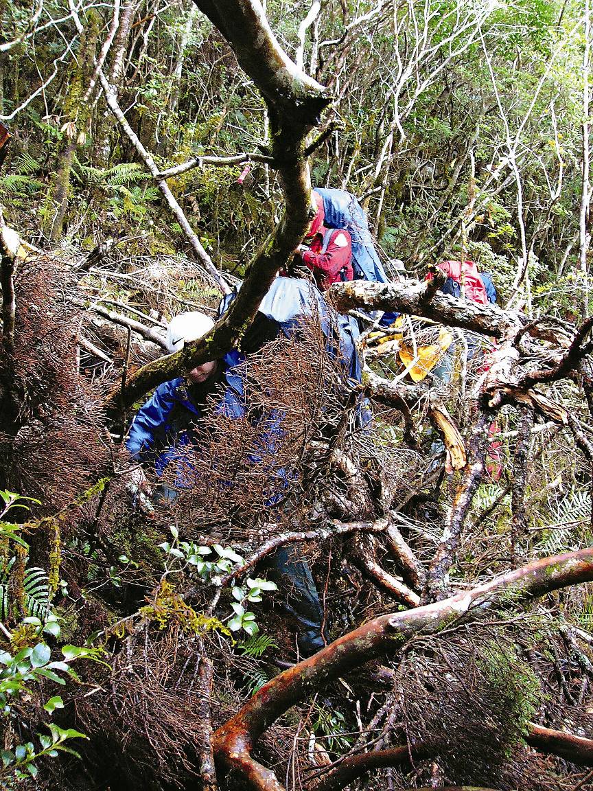 為了調查深入大武山區森林，倒木橫陳、披荊斬棘 已經見怪不怪／姜博仁提供