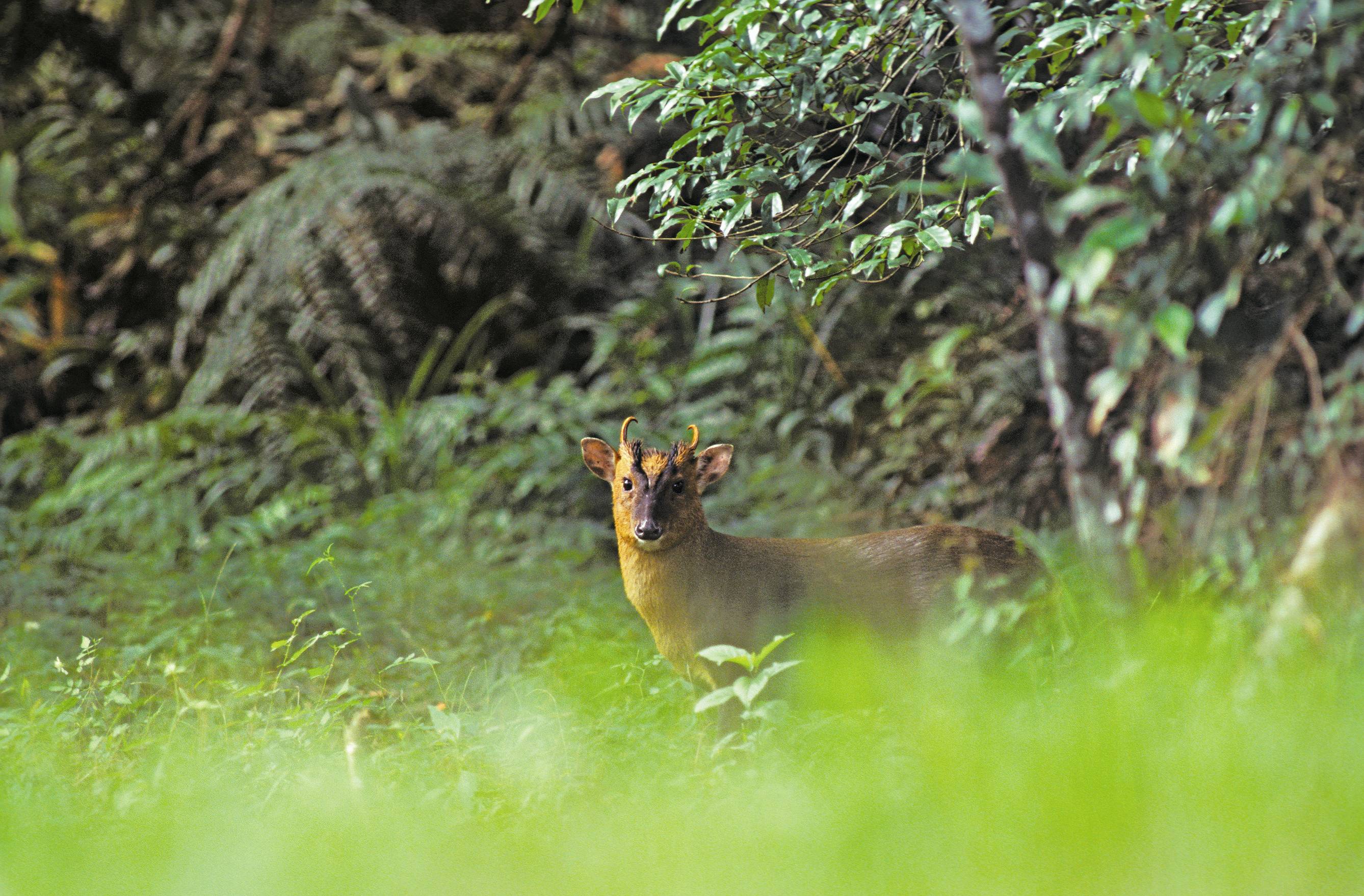 大武山的山羌在自然保留區設立後，數量有快速增加的現象／姜博仁提供