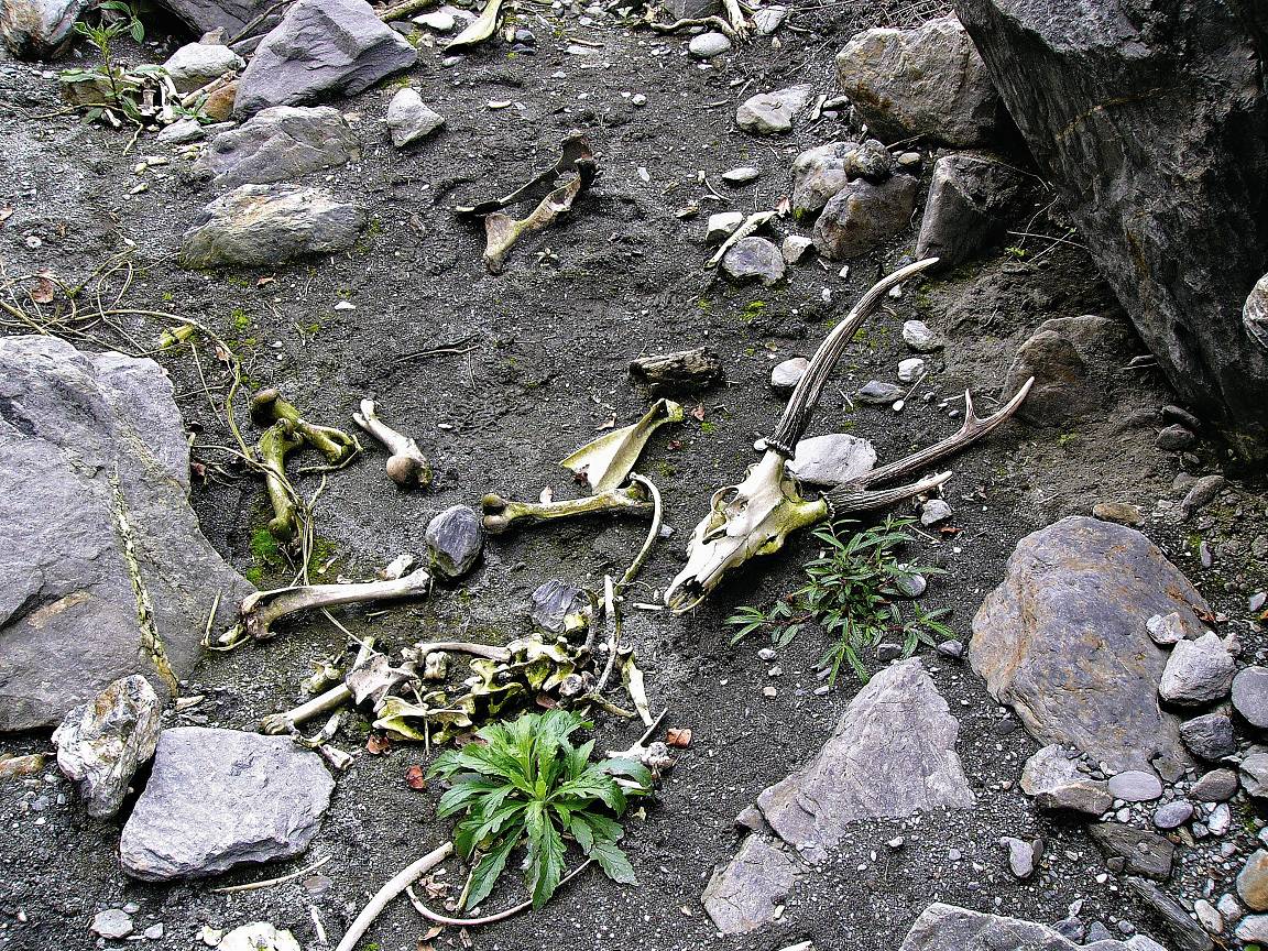 太麻里溪調查過程中發現溪床上之公水鹿遺骸／姜博仁提供