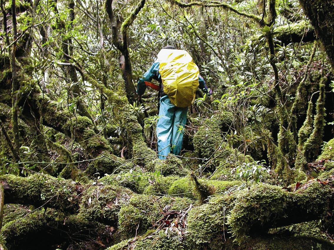 茂密難行的臺灣杜鵑林