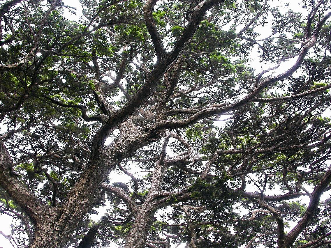 北大武稜線上的鐵杉