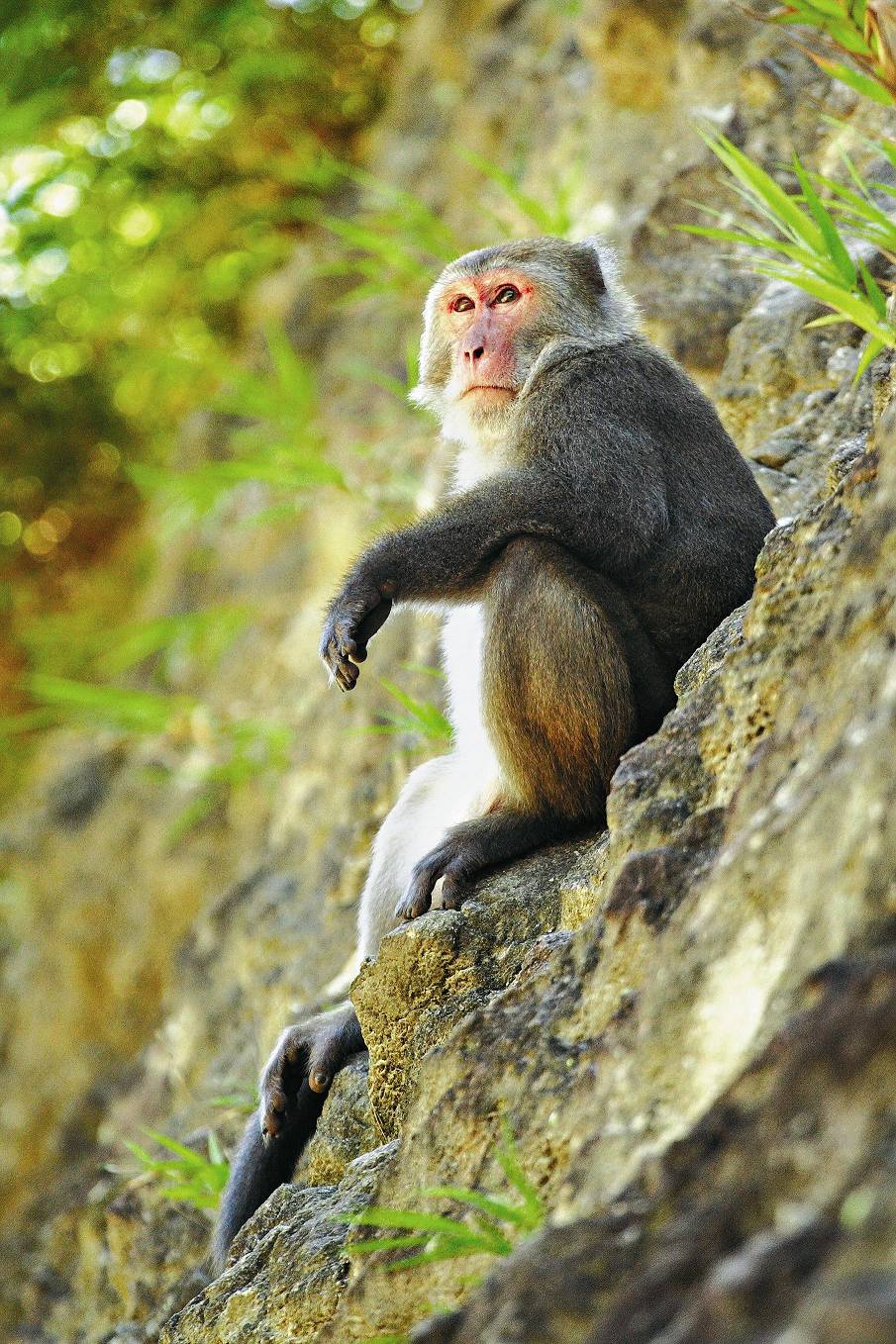 臺灣獼猴，臺灣雲豹主要獵物之一