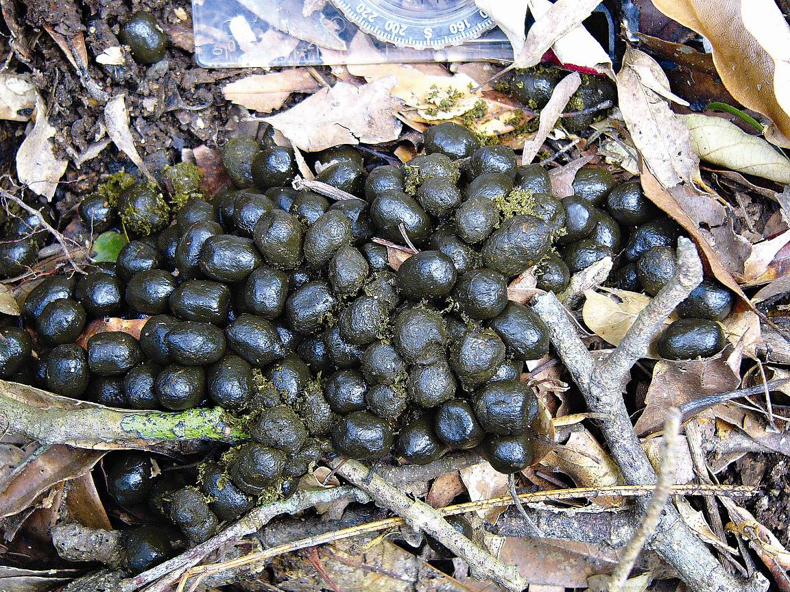 調查過程中針對動物排遺也加以記錄，圖為水鹿排遺