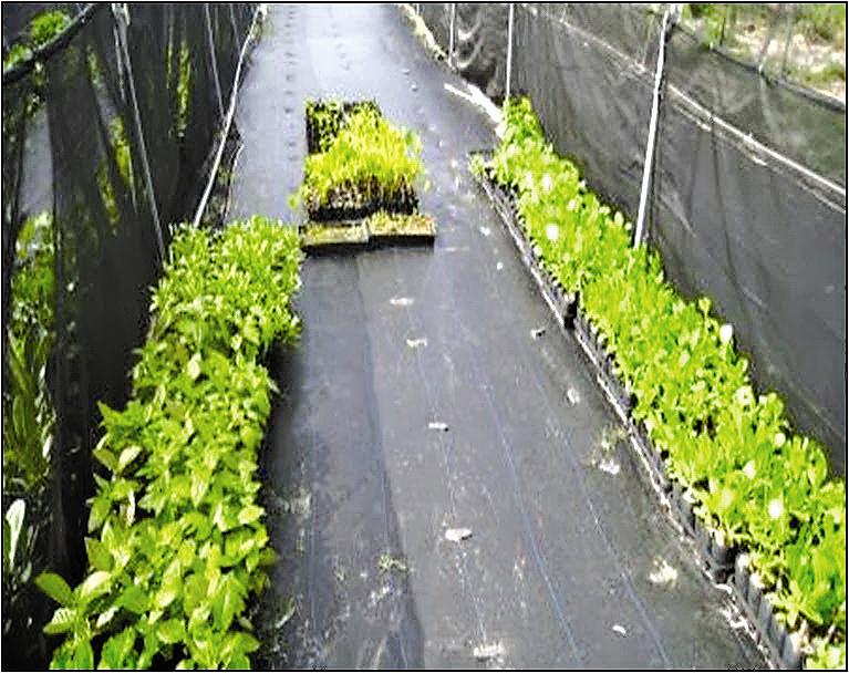 二次處理單元回收水作為東沙苗圃澆灌用水