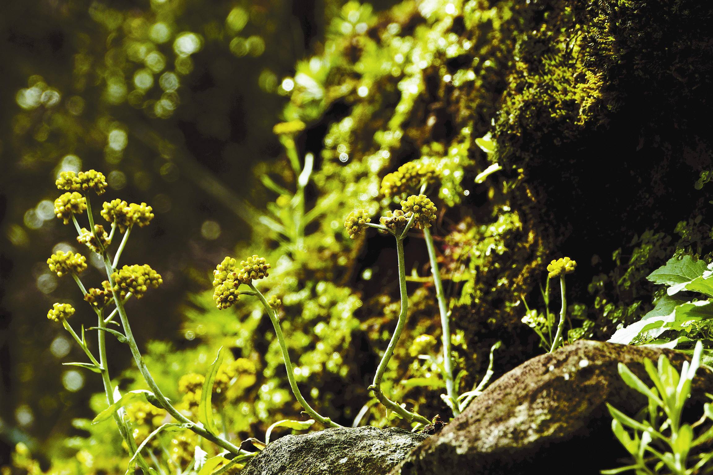 春意濃／徐思琦攝