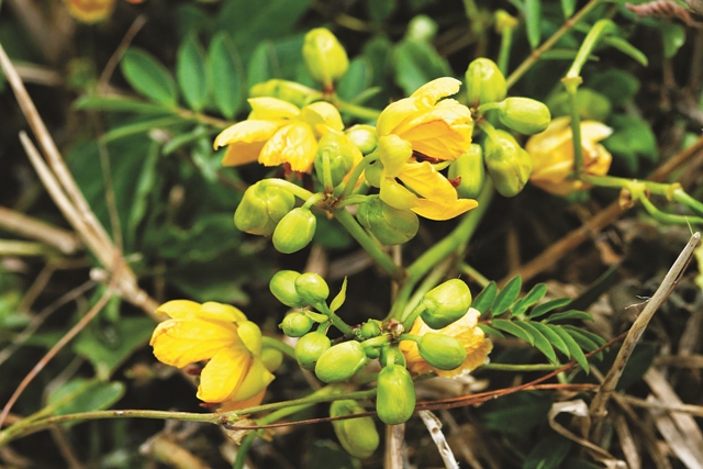 適應良好的本地植物–澎湖決明／海管處提供