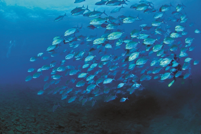 群游的直線若鰺／海管處提供