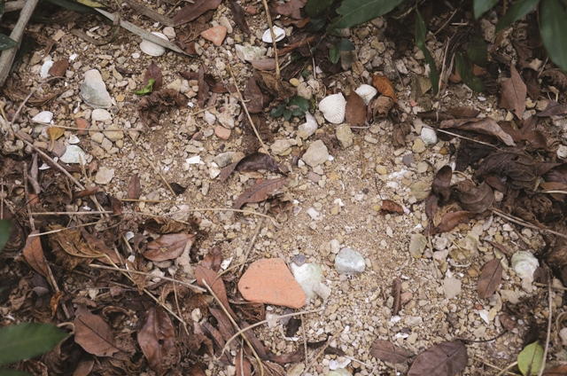 內惟（小溪貝塚）遺址露出於地表之貝殼與陶片／壽籌處提供