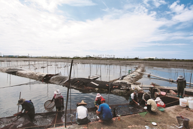 在魚塭裡的數魚工作/台管處提供