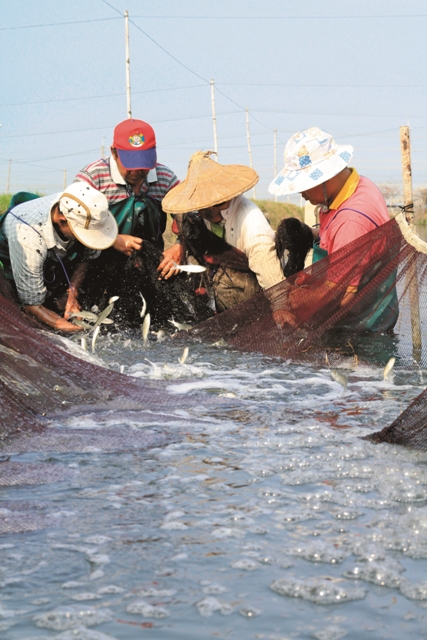 虱目魚養殖情形/台管處提供