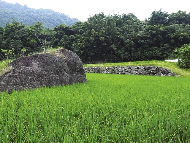 梯田裡的大石塊，詮釋了部落與自然共存的謙卑智慧／李柏賢攝