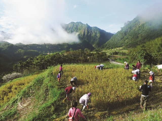 歡欣收割的收穫季節／藍姆路攝