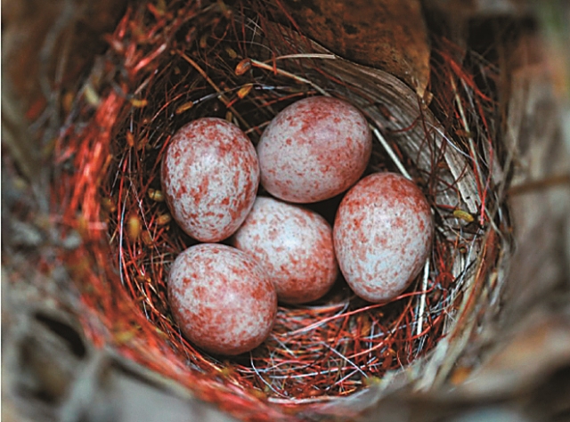 是誰偷了我的孩子?