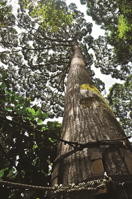 Kinabalu Park 國家公園裡高大茂密的熱帶雨林的樹冠層,創造豐富不同的生態棲位/傅國銘攝