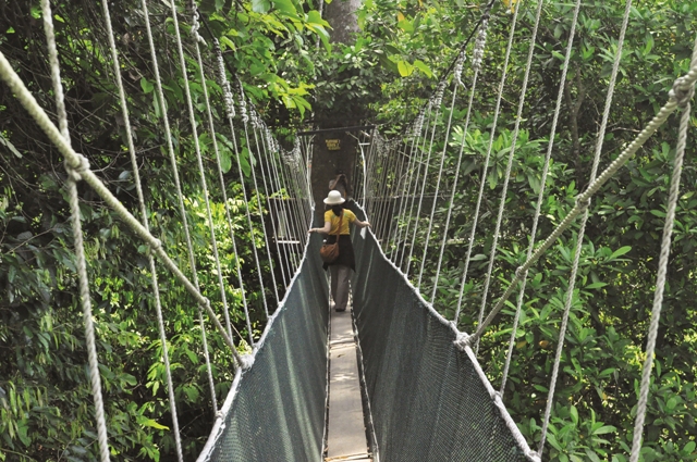 波林樹冠走道兼具教育與遊憩的功能/傅國銘攝