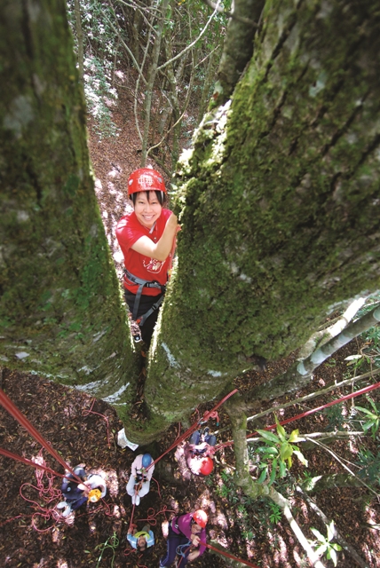 司馬庫斯youth camp的學員用繩索系統攀樹/王榮光攝