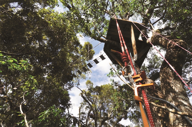 雪見樹冠平臺與走道/王榮光攝
