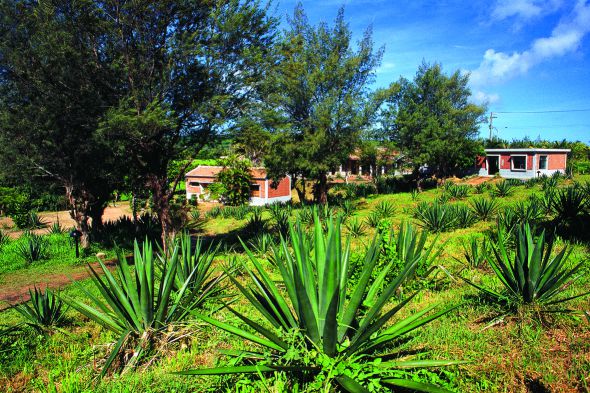 遊客中心自然資源展示廳暨瓊麻工業歷史展示區