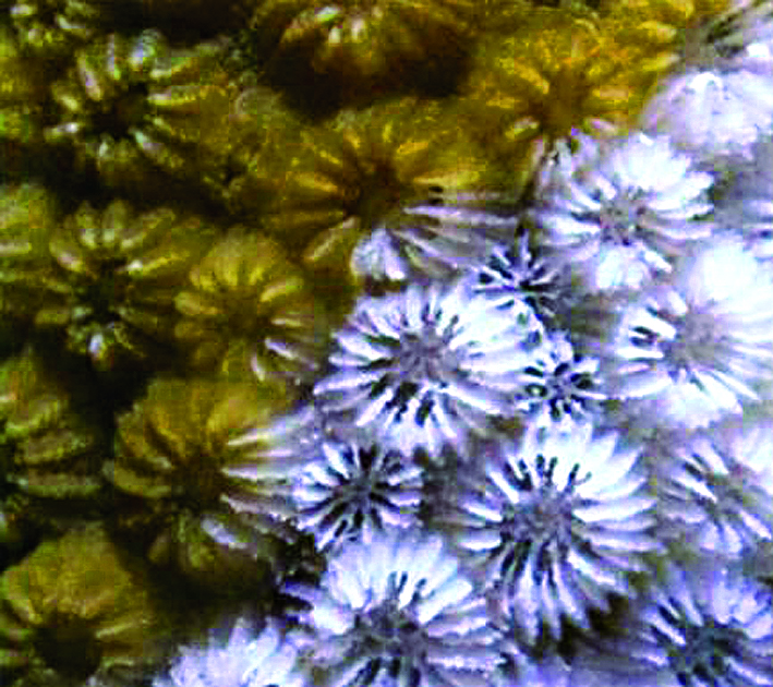 墾丁珊瑚白化加速擴散，與聖嬰現象有關